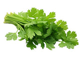 Coriander Leaves Bunch