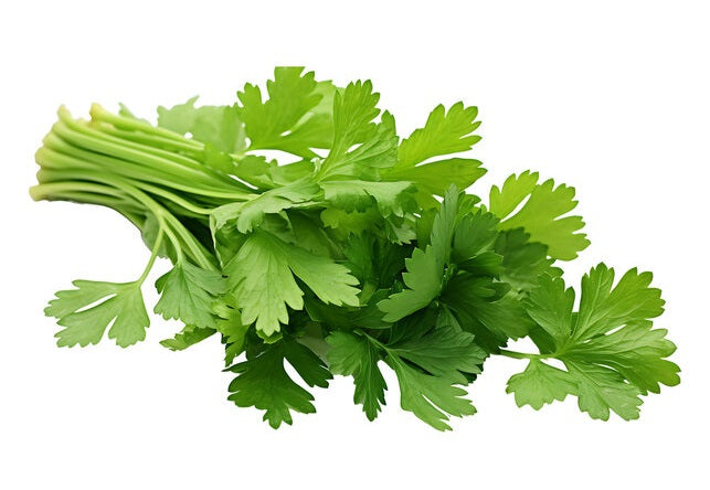 Coriander Leaves Bunch