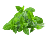 Mint Leaves Bunch