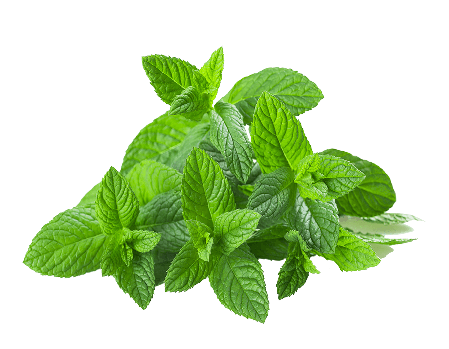 Mint Leaves Bunch