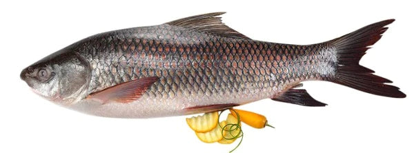 Rohu Fish