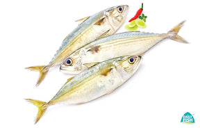 Indian Mackerel 1kg