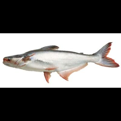 Pangash Whole 1kg