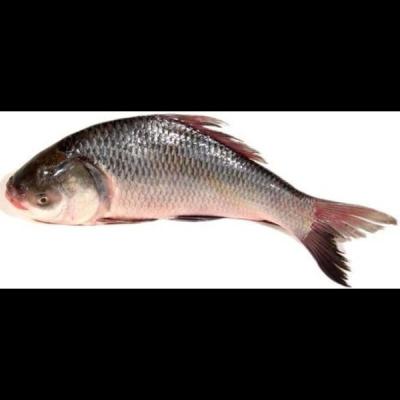Katla Fish