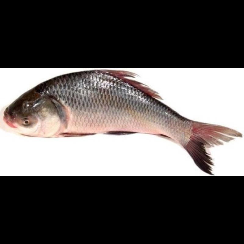 Katla Fish