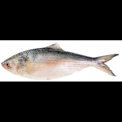 Hilsha Fish 300/500s 1kg