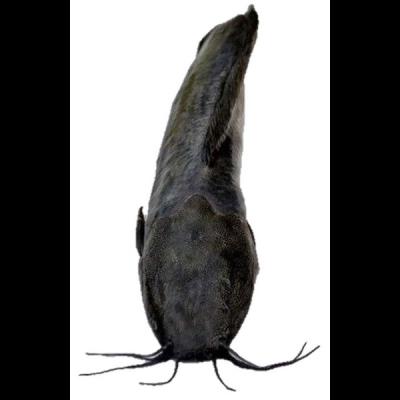 Magur Fish(Catfish) Whole