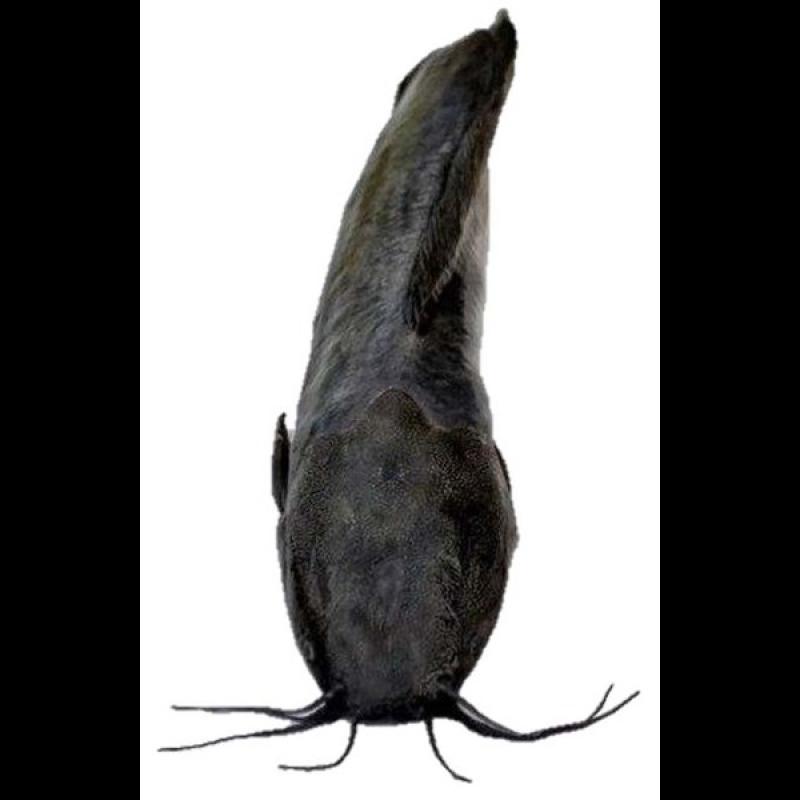 Magur Fish(Catfish) Whole
