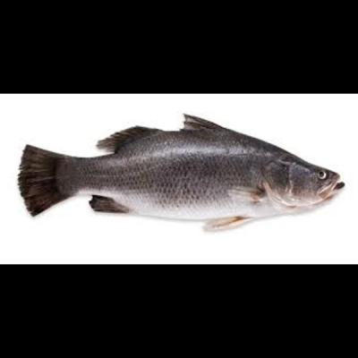 Koral Fish Whole
