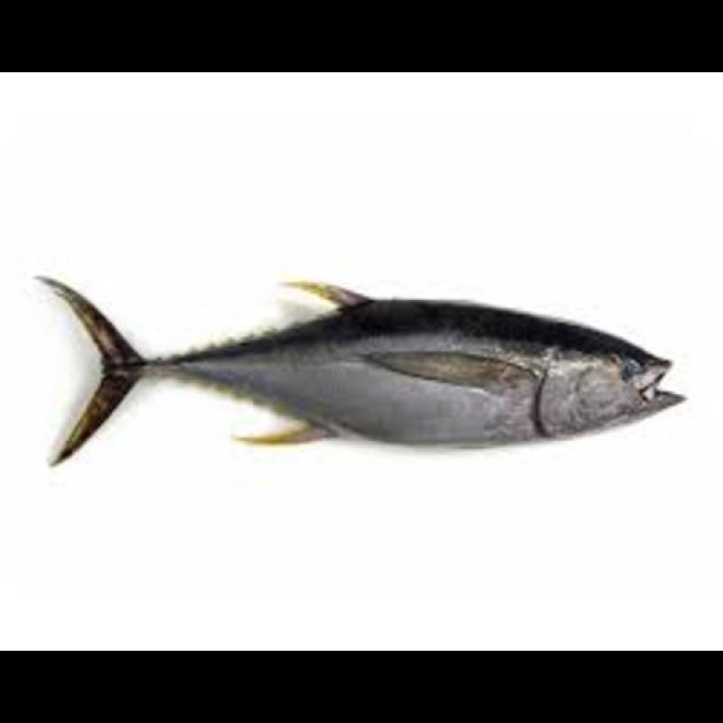 Tuna Whole 1kg