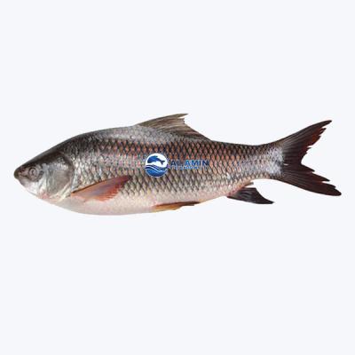 Mrigal Fish