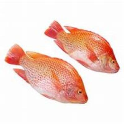 Red Telapia 1kg