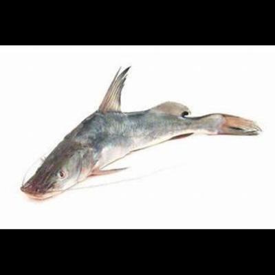 Ayre Whole Fish