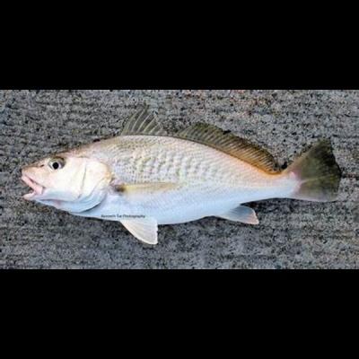 Crokers fish 500/1000g 1kg
