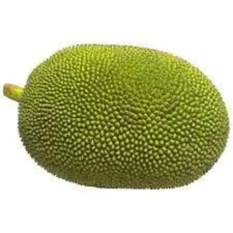 Raw Jackfruit / Kathal