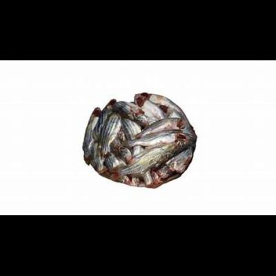 Tengra Bd 250g