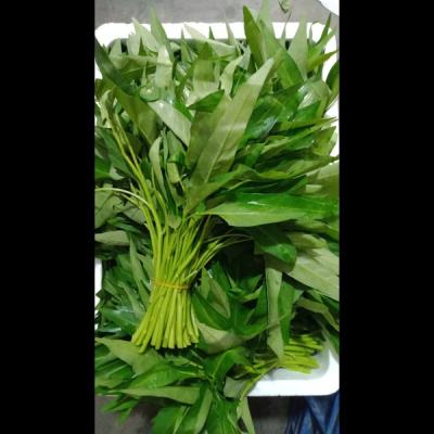 Morningglori/Kolmi Shak