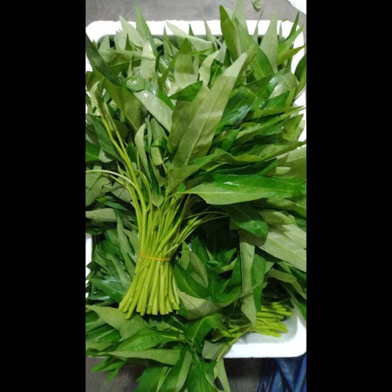 Morningglori/Kolmi Shak