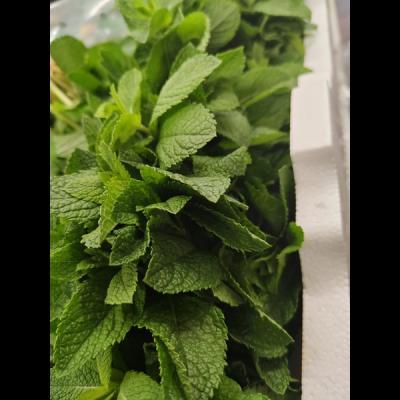 Mint Leaves 1 Bundel