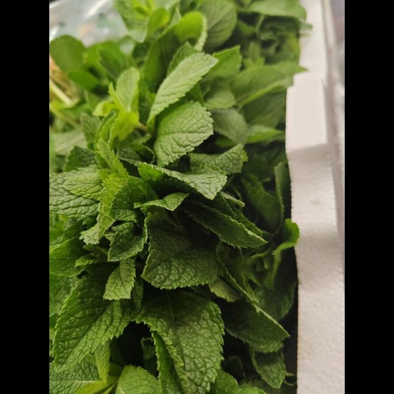 Mint Leaves 1 Bundel