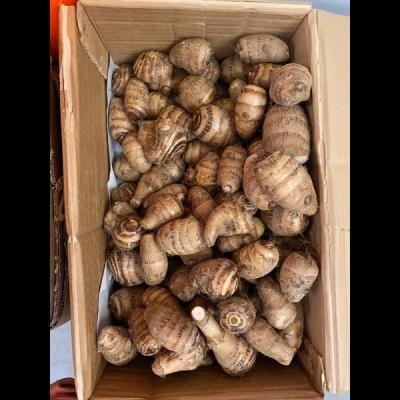 Kochur Mukhi 1kg