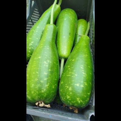 Gourd/Lau/Dhudi