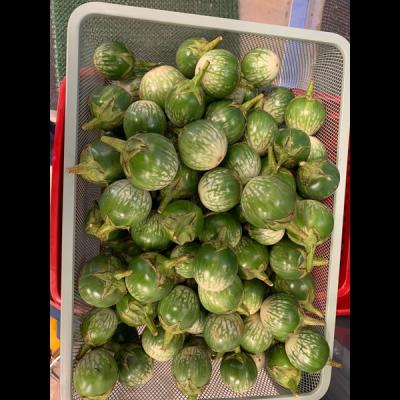 Eggplant Small