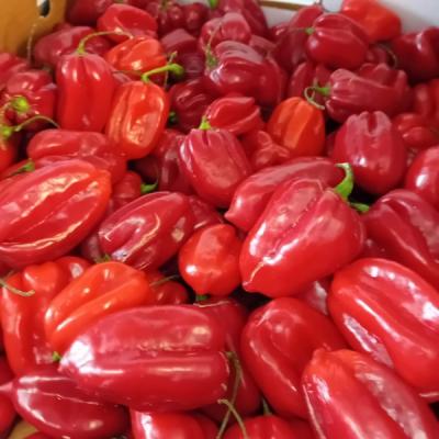 Bombay Chilli/Paprika/Naga Chilli