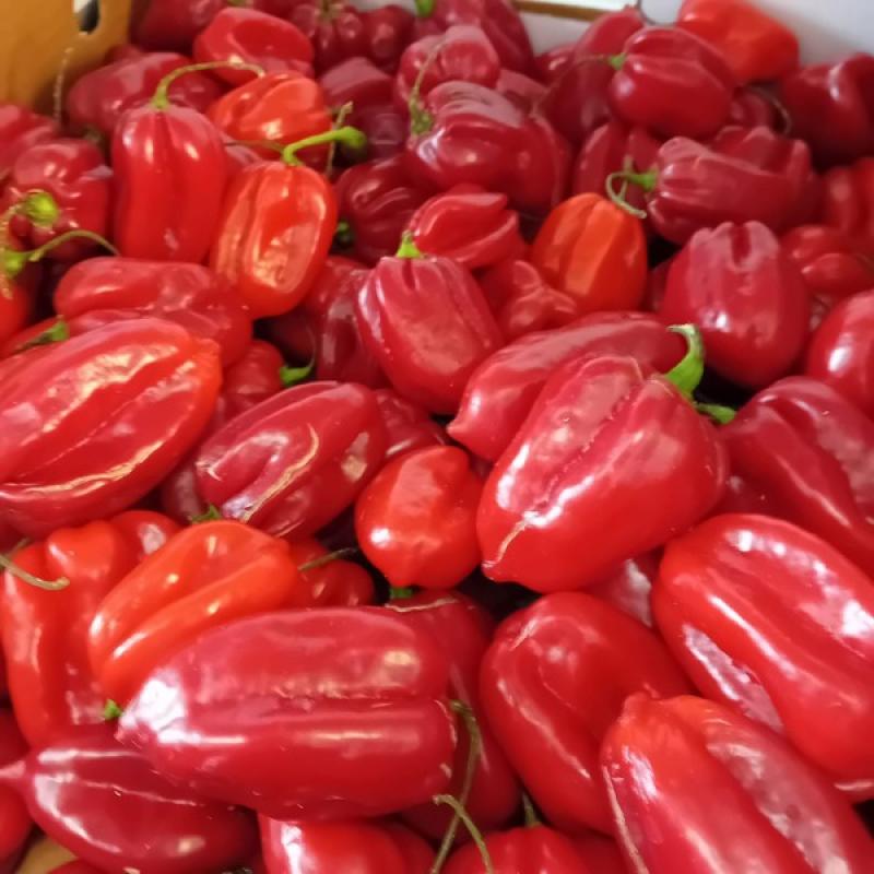 Bombay Chilli/Paprika/Naga Chilli