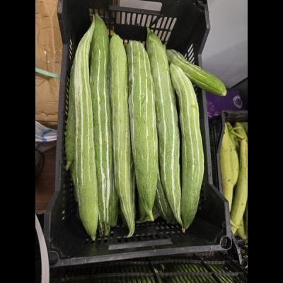 Kohi (Sisinga)1kg
