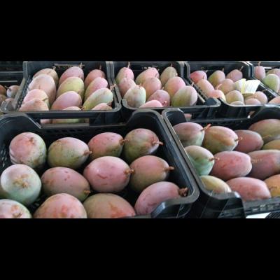Mango Red 1kg
